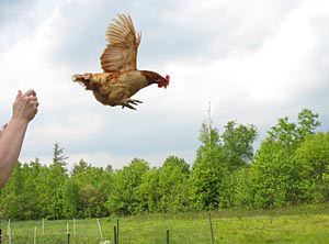 Летящая курица