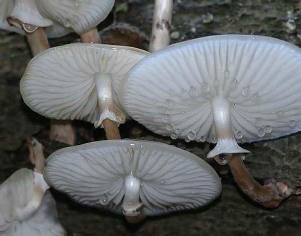 Микофобия - боязнь грибов