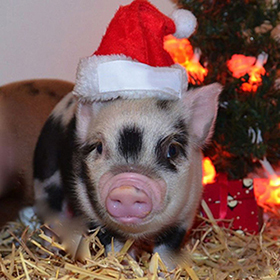 милая свинья фотография на Новый год