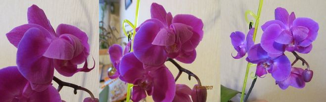 Цветок орхидеи.
