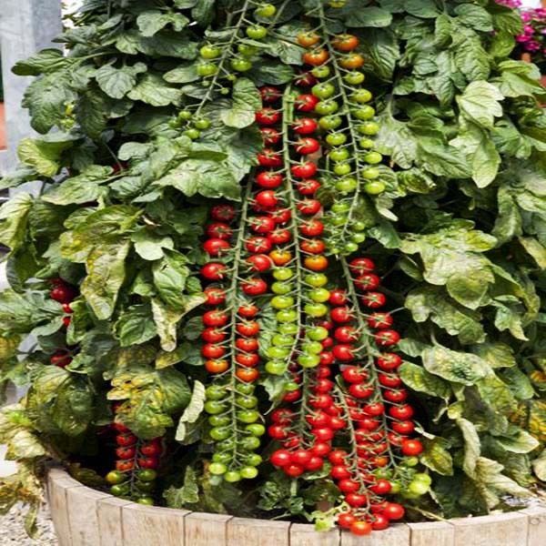 Купить семена томатов Рапунцель