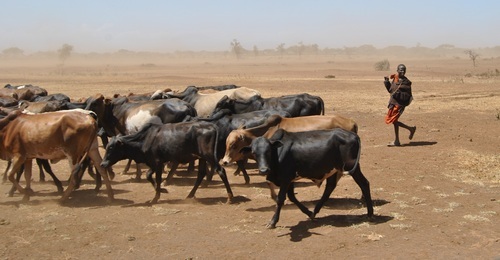 Перегон коров в Африке