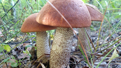 Как сушить грибы красноголовики? Как сушить подосиновики?