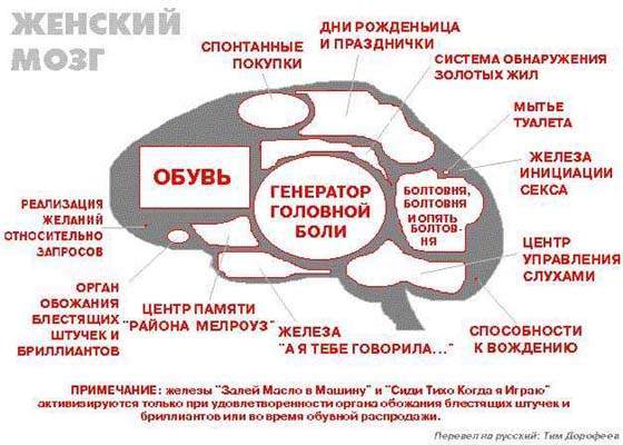 женский мозг