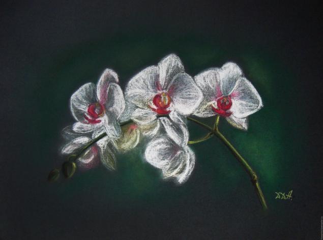 как нарисовать орхидею
