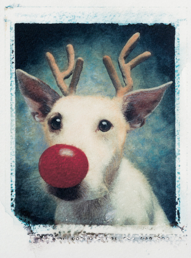 прикольные, забавные, смешные открытки в Новый год Собаки