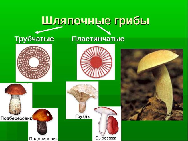 шляпочные грибы размножение