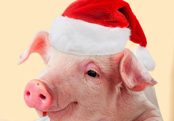 открытки с новогодней свиньей в образе Деда Мороза, большая подборка картинок с поросенком к Новому году 2019