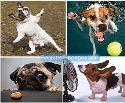смешные фото и картинки с собаками