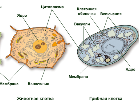 клетки грибов и животных