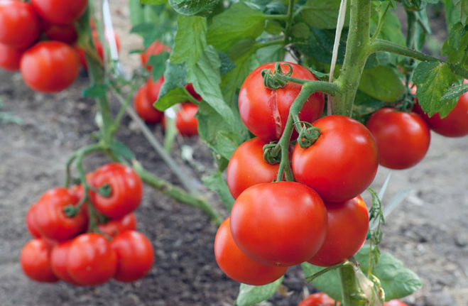как вырастить рассаду помидор без земли в самокрутках-видео