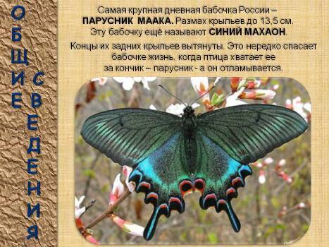 Сообщение о бабочках