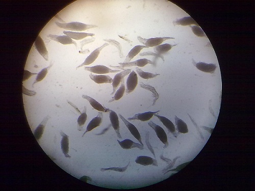 семена орхидеи под микроскопом