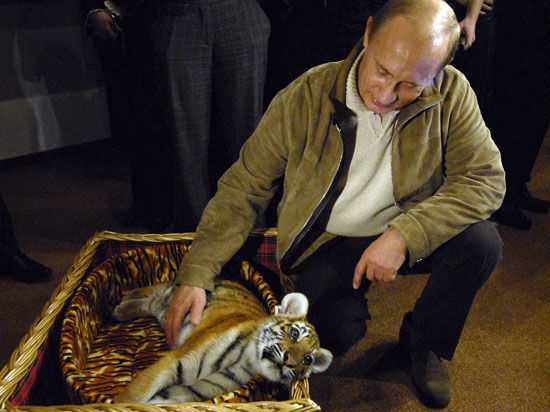 уссурийский тигренок Путина Маша