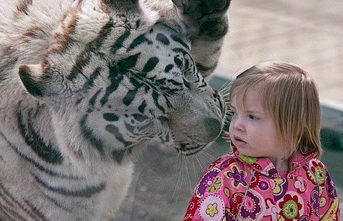 Девочка и белый тигр