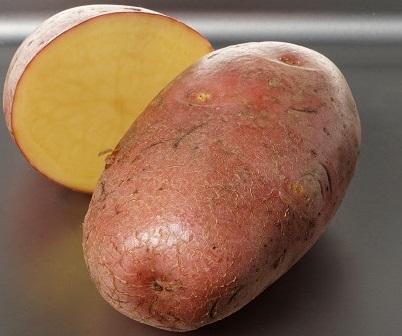 Сорт картофеля Бегемот