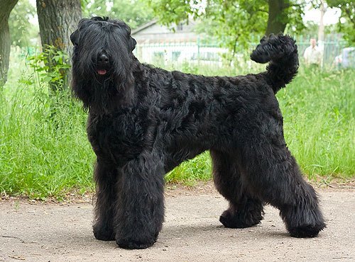 Сколько стоит щенок породы Русский чёрный терьер?