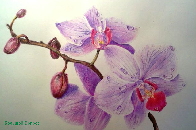как нарисовать орхидею поэтапно