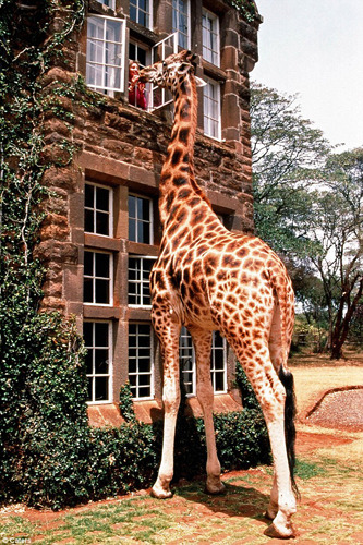 жираф может заглянуть в окно третьего этажа