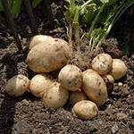 Как обрабатывать и удобрять почву под картофель?