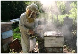 пчеловоды окуривают пчёл