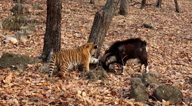 Тимурид и Шерхан амур тимур тигр козел
