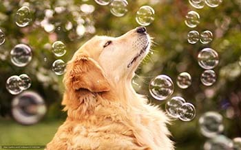 картинка собака и пузыри