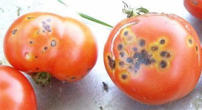 Болезни томатов.