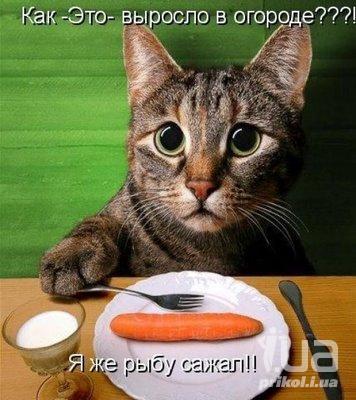кошка морковка