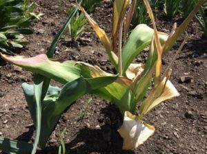 Можно ли обрезать тюльпаны под корень после того как они отцвели?