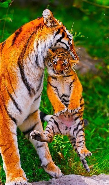 тигр и тигренок