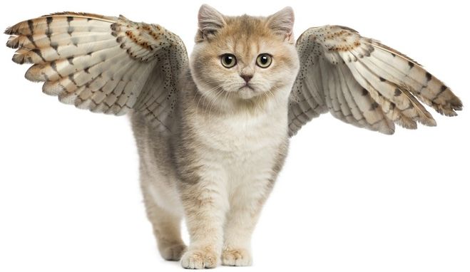 кошка с крыльями