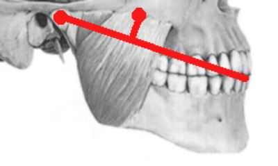 анатомия, нижняя челюсть, жевательный аппарат, зубы, схема