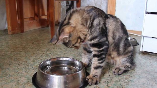 Почему кот кошка прежде чем попить роет пол копает пол возле миски?
