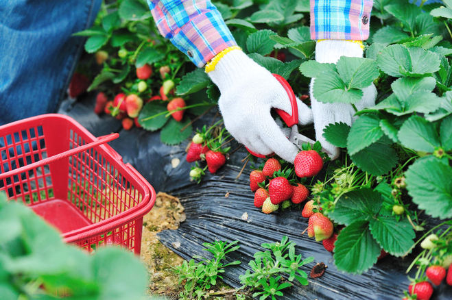 сельское хозяйство выращивание ягод