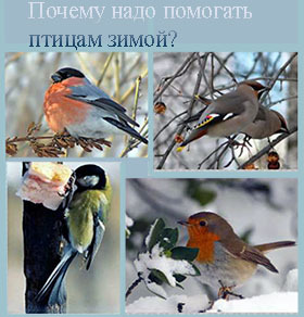 почему помогают птицам зимой