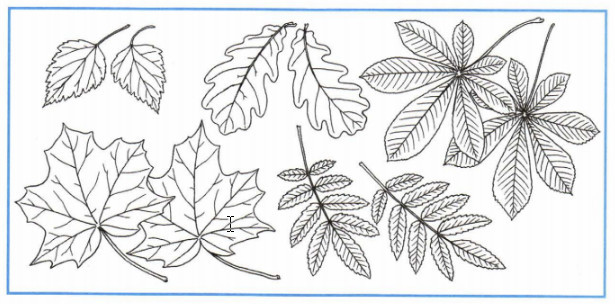 Раскрашивание летних и осенних листьев цветными карандашами