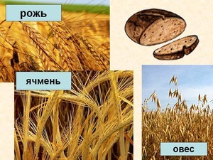 Что такое жито?