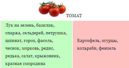 Можно ли сажать кабачки рядом с помидорами? Почему?