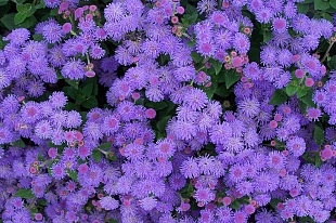 какие садовые цветы имеют фиолетовый цвет