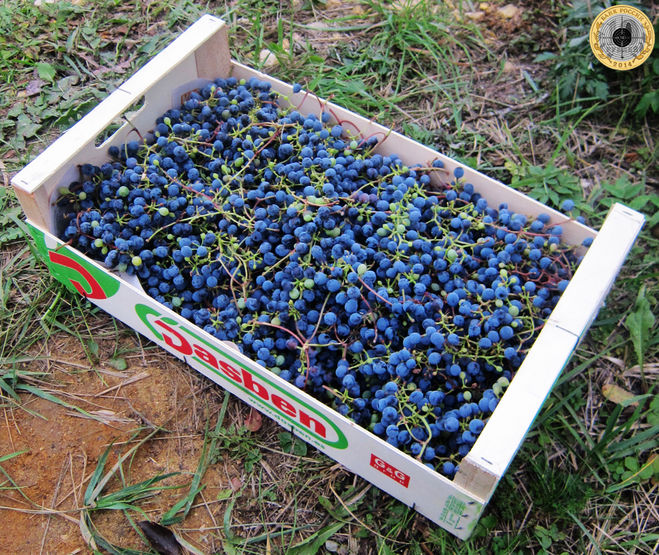 Сбор винограда на дачном участке
