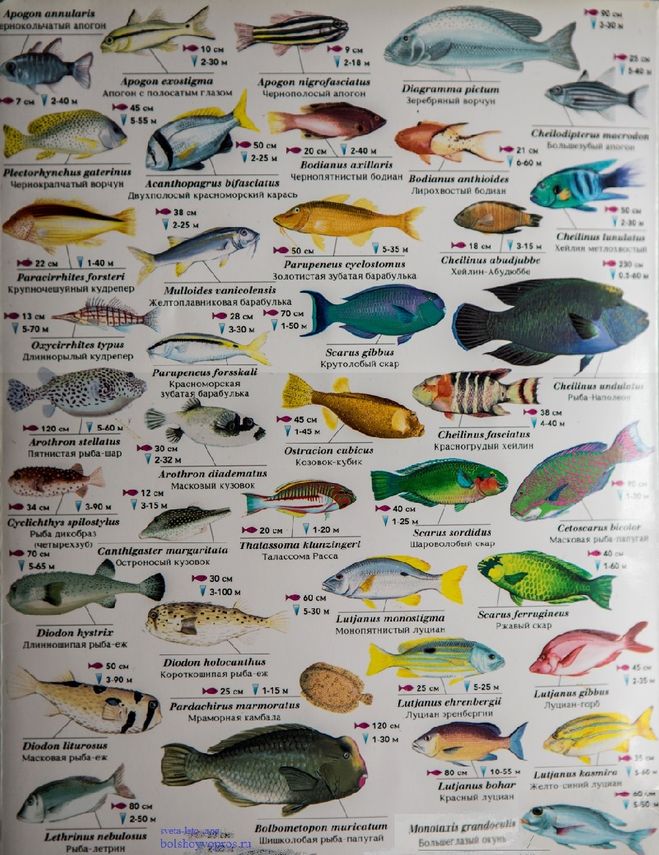 Рыбы и другие обитатели Красного моря