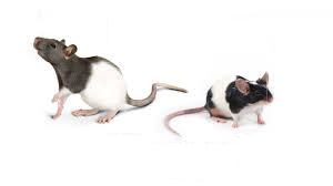 Мышь и крыса какая разница между ними?