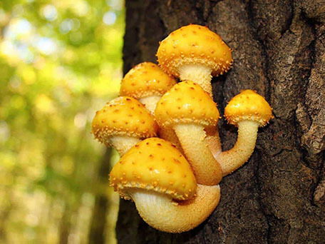 Королевские опята (чешуйчатки золотистые) - грибы лимонного цвета