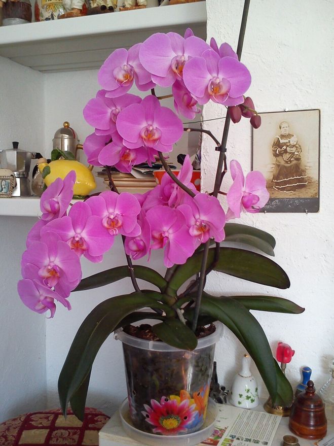 орхидея которая цветет не на окне
