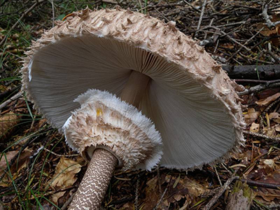 Как сушить грибы зонтики? Можно ли сушить грибы зонтики?