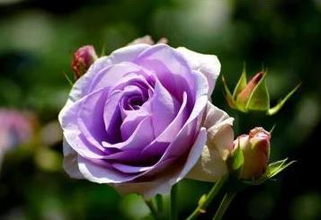 какие садовые цветы имеют фиолетовый цвет
