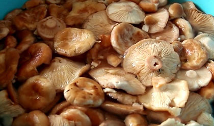 Надо ли чистить грибы белянки? Как чистить белянки?