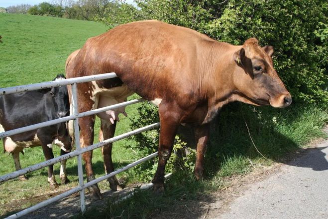 быки-коровы