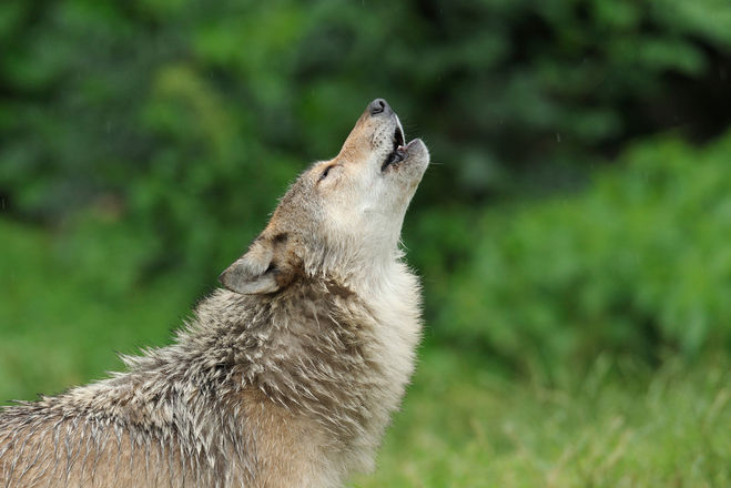 Анекдот - как разговаривают волки